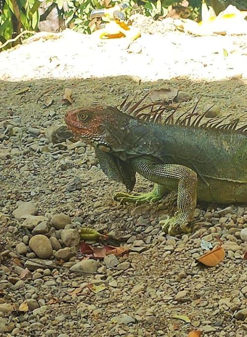 Casa Paraiso Manzanillo  エクステリア 写真